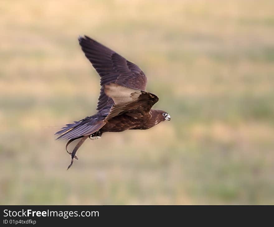 Falcon in flight