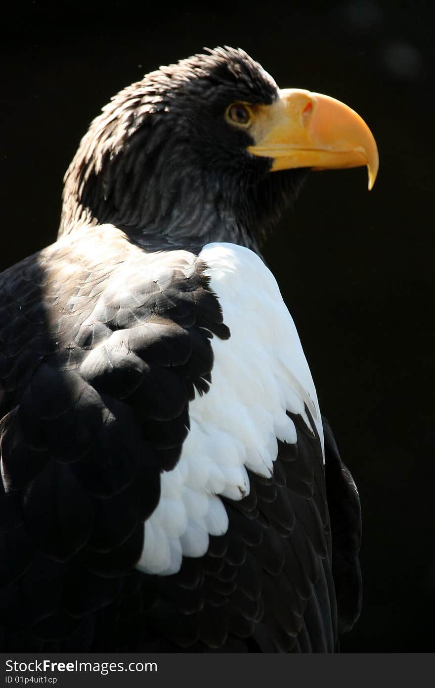 Steppe Eagle, (Aquila nipalensis), is a large bird of prey.