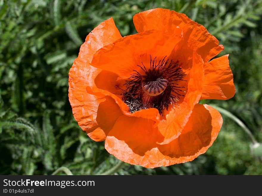 Beautiful red flower of Papaver Orientale on green background