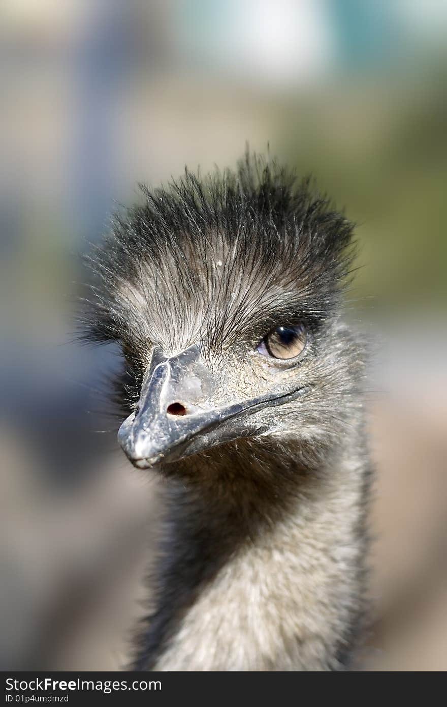 Portrait of the ostrich