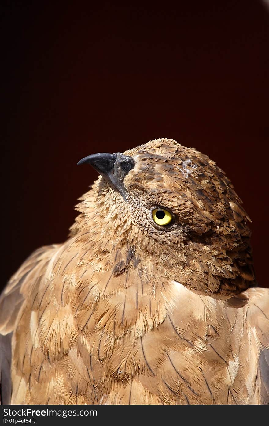 Portrait of the falcon