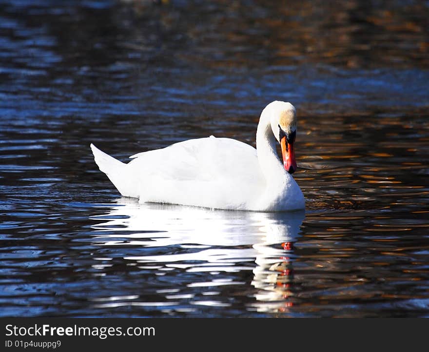 White swan over the blue water