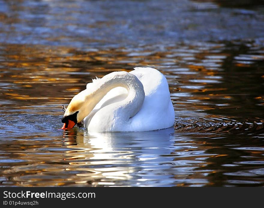 White swan over the blue water