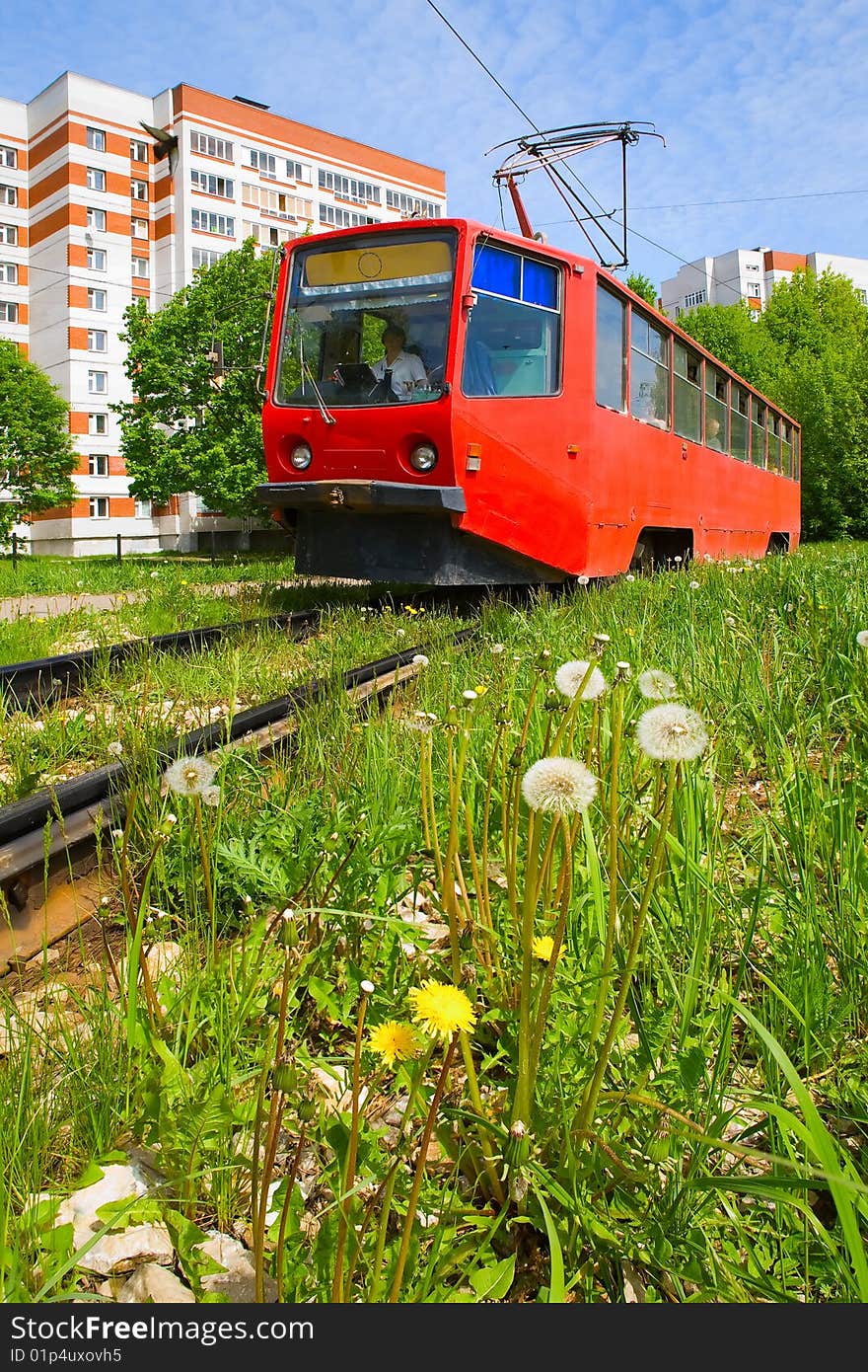 Dandelions and tram in the city