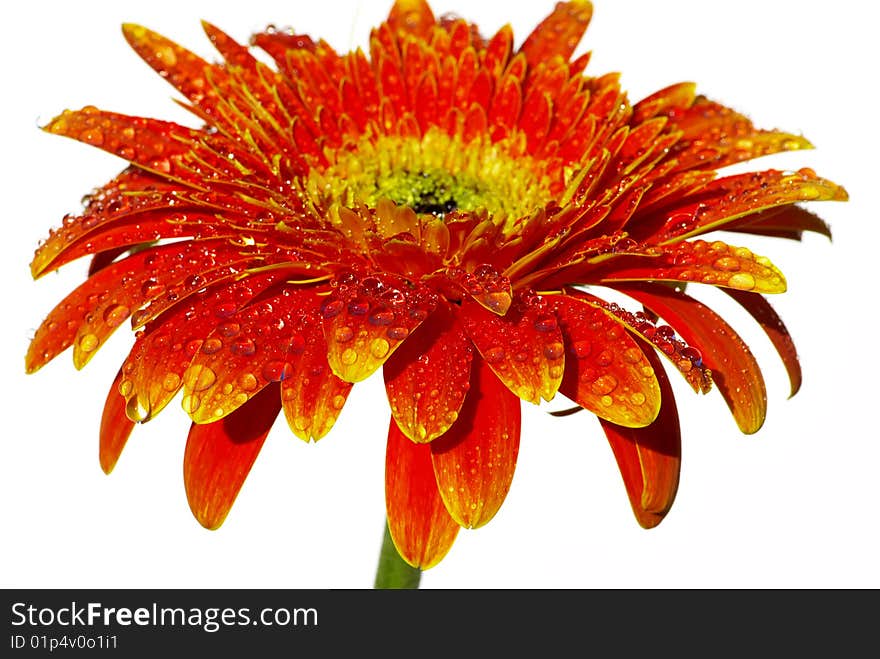 Flowers on a white background. Flowers on a white background