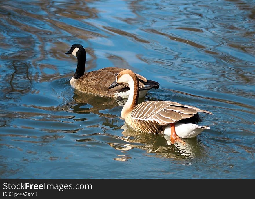 Two Swimming Ducks