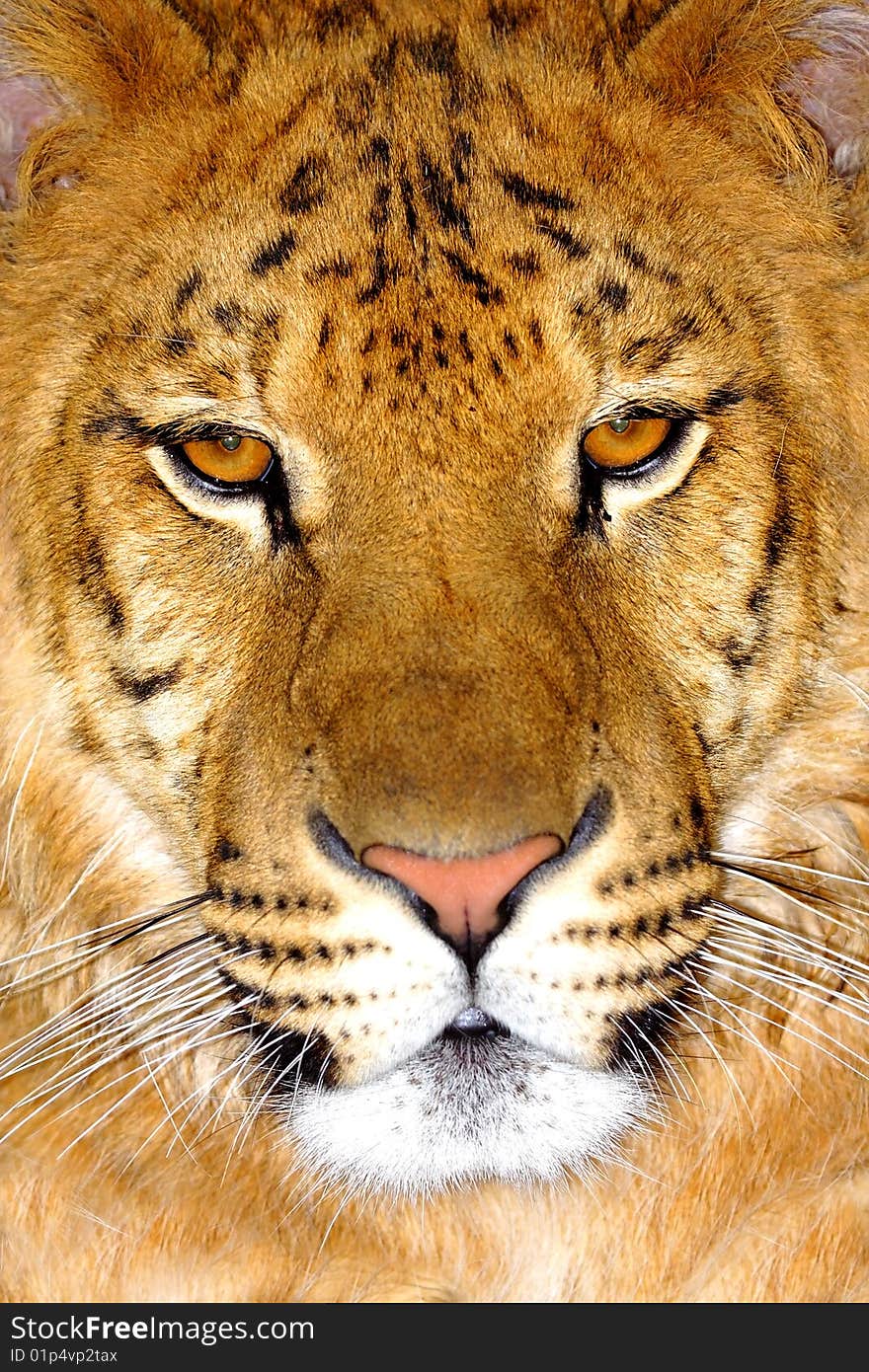 Portrait of Tiger