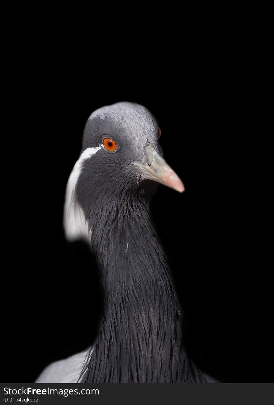 The big grey crane over the black background