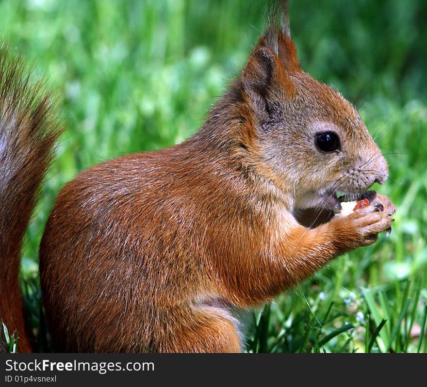 A young squirrel eats nut