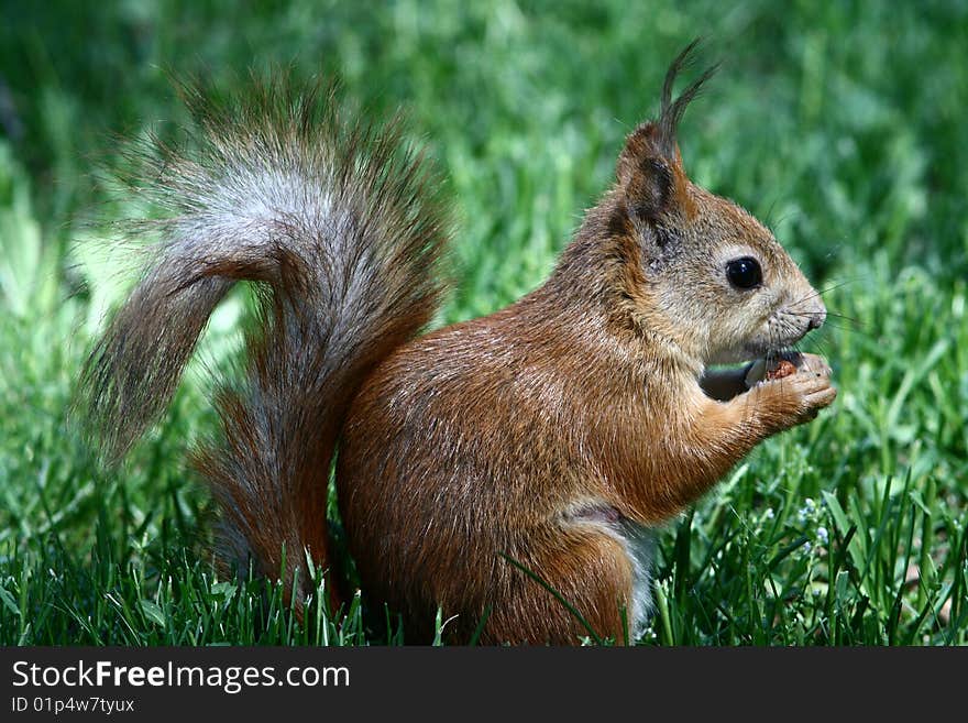 A young squirrel eat nut