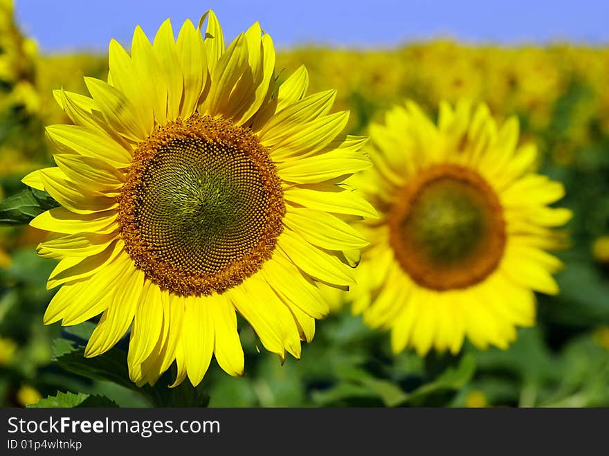 Field of flowers of sunflowers