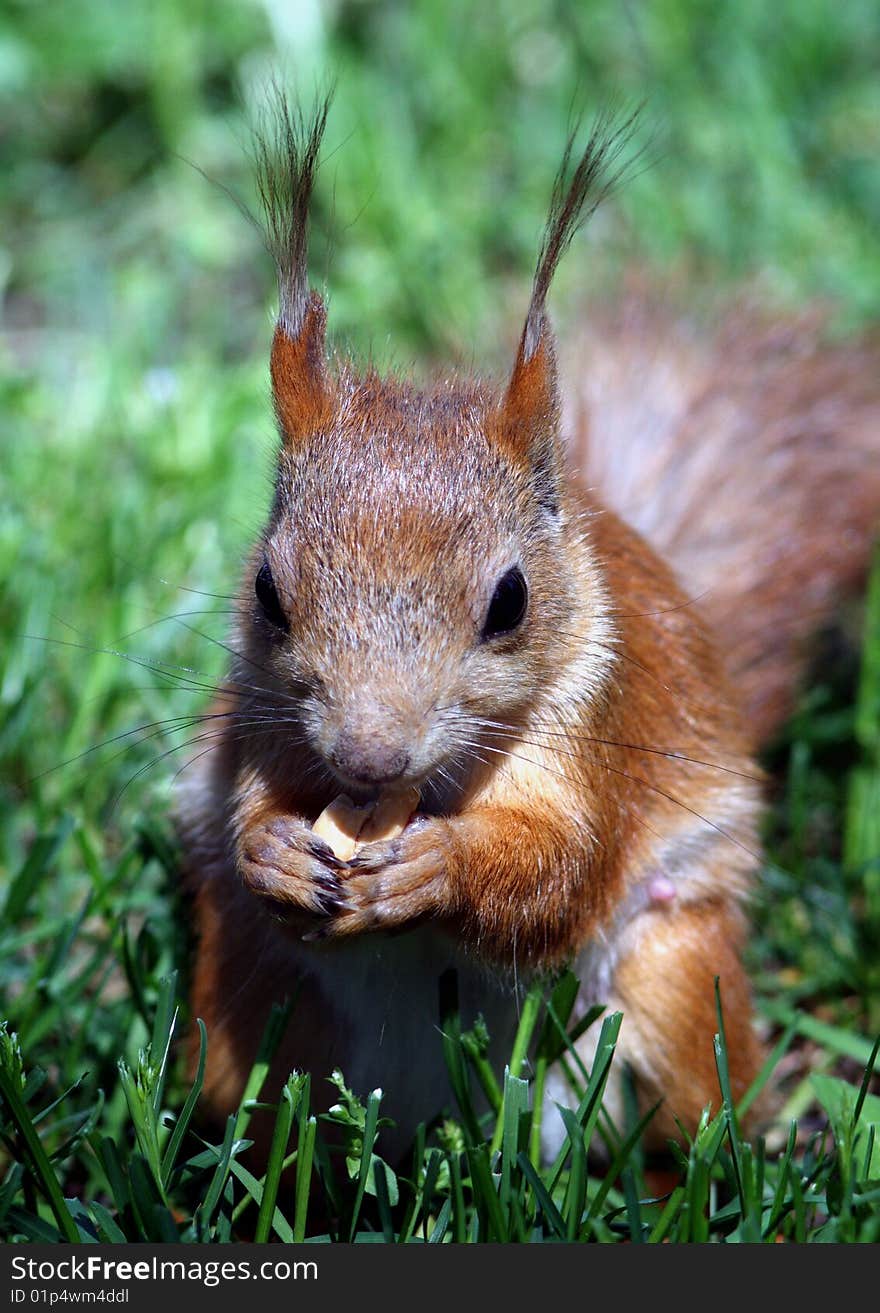 A squirrel gnaws a nut