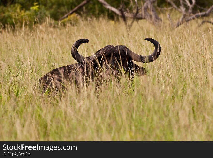 Buffalo glance