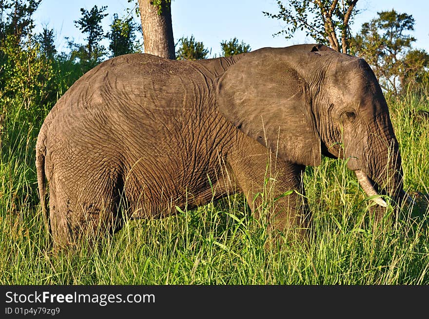 Elephant walking through the tall grass