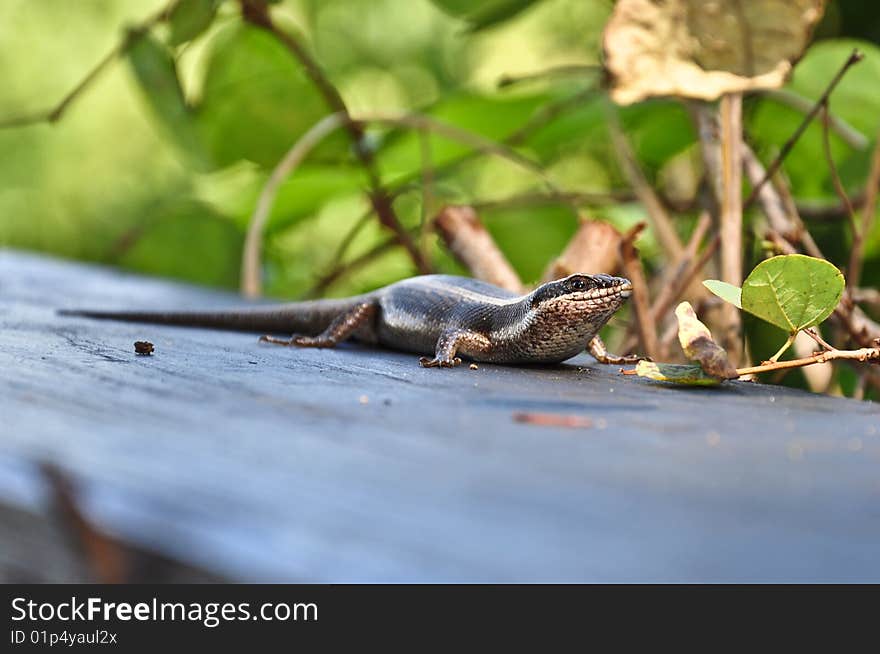 Lizard posing on a fence