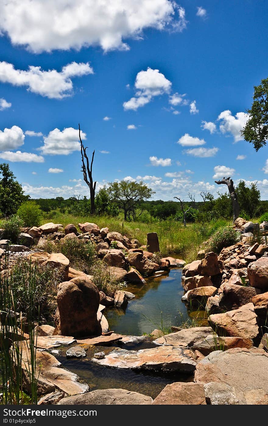 Watering hole in south africa