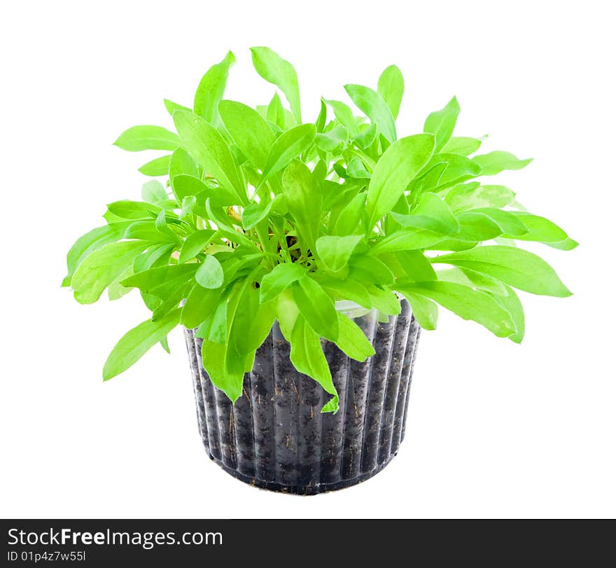 Plant in container