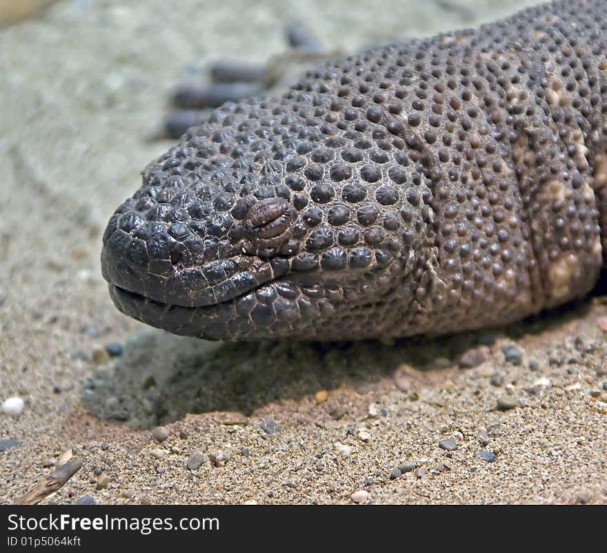 Mexican Beaded Lizard 1