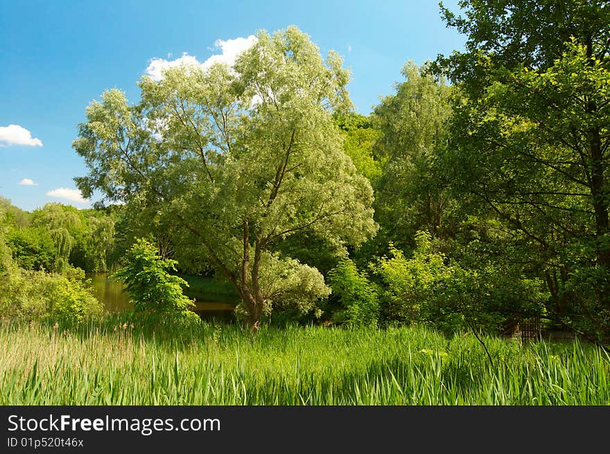 Summer landscape with sky and trees