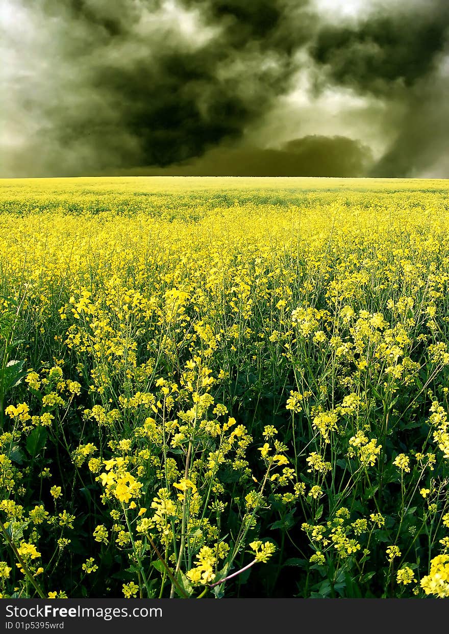 Blossom Rape and dark sky with clouds