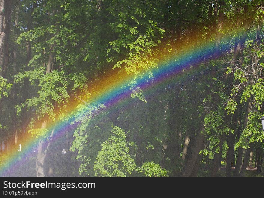 Beautiful rainbow in the forest