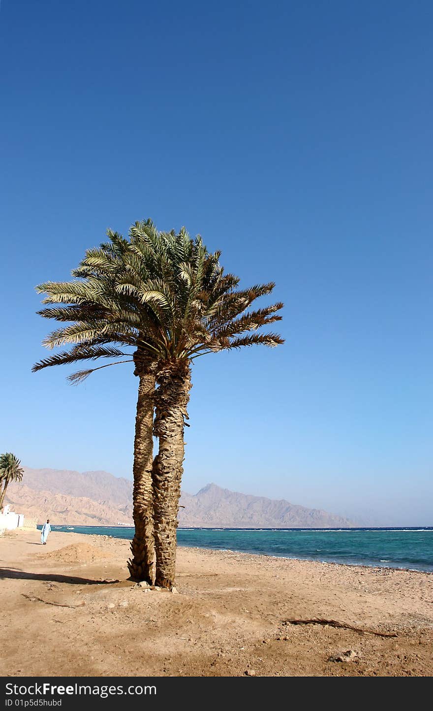 Palm tree on a beach in Egypt. Palm tree on a beach in Egypt