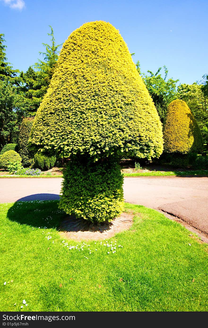 The photograph shows a conifer cut into a mushroom shape. Taken in Queens Park, Longton, England. The photograph shows a conifer cut into a mushroom shape. Taken in Queens Park, Longton, England.