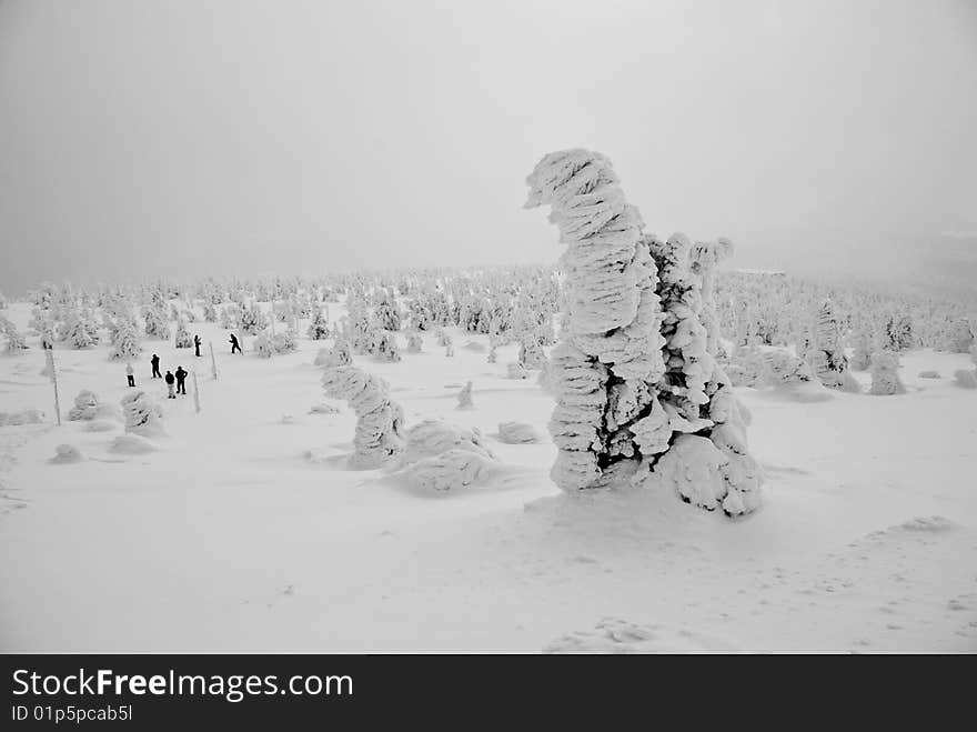 Winter mountain landscape with frozen coniferous tree in the foreground and group of people in the background.