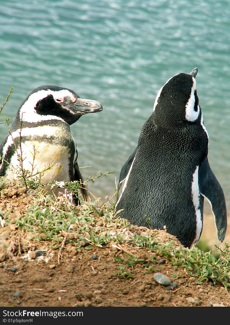 Magellan penguins