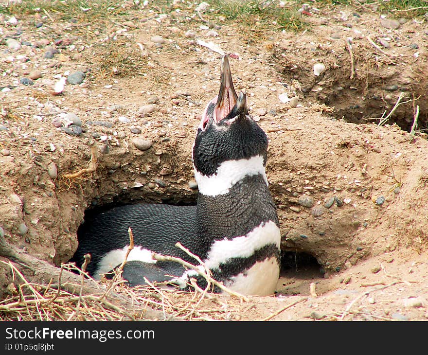 Magellan penguin