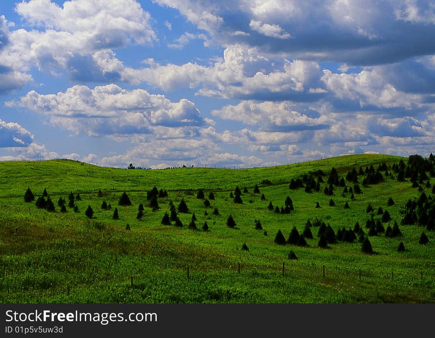 Tree farm in Wisconsin ready for the fall harvest. Tree farm in Wisconsin ready for the fall harvest