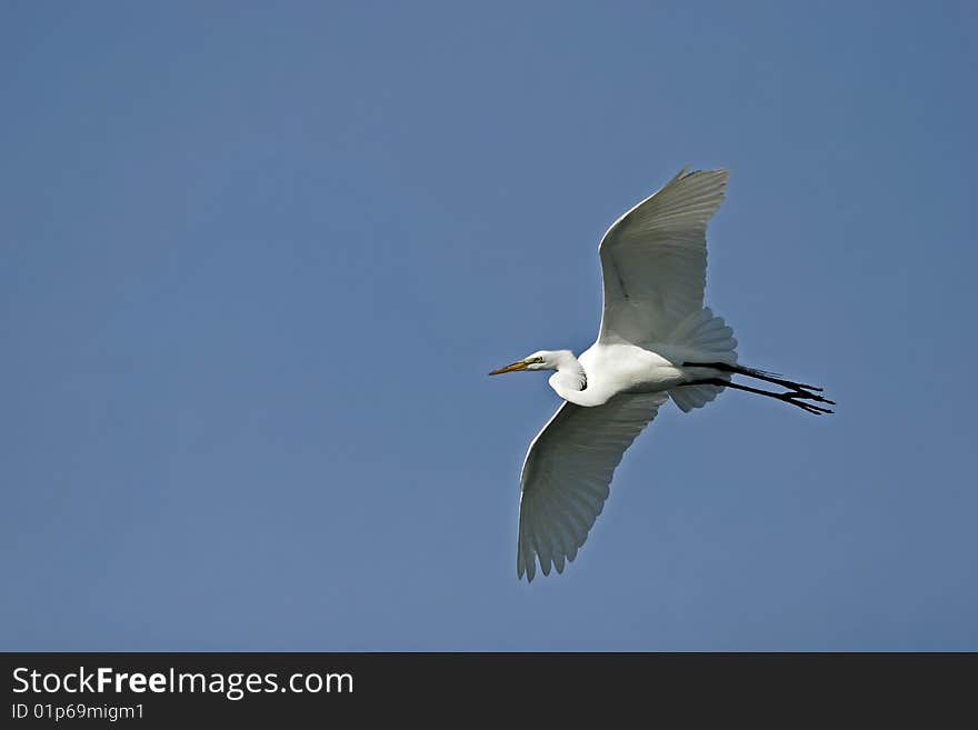 Great Egret in Flight