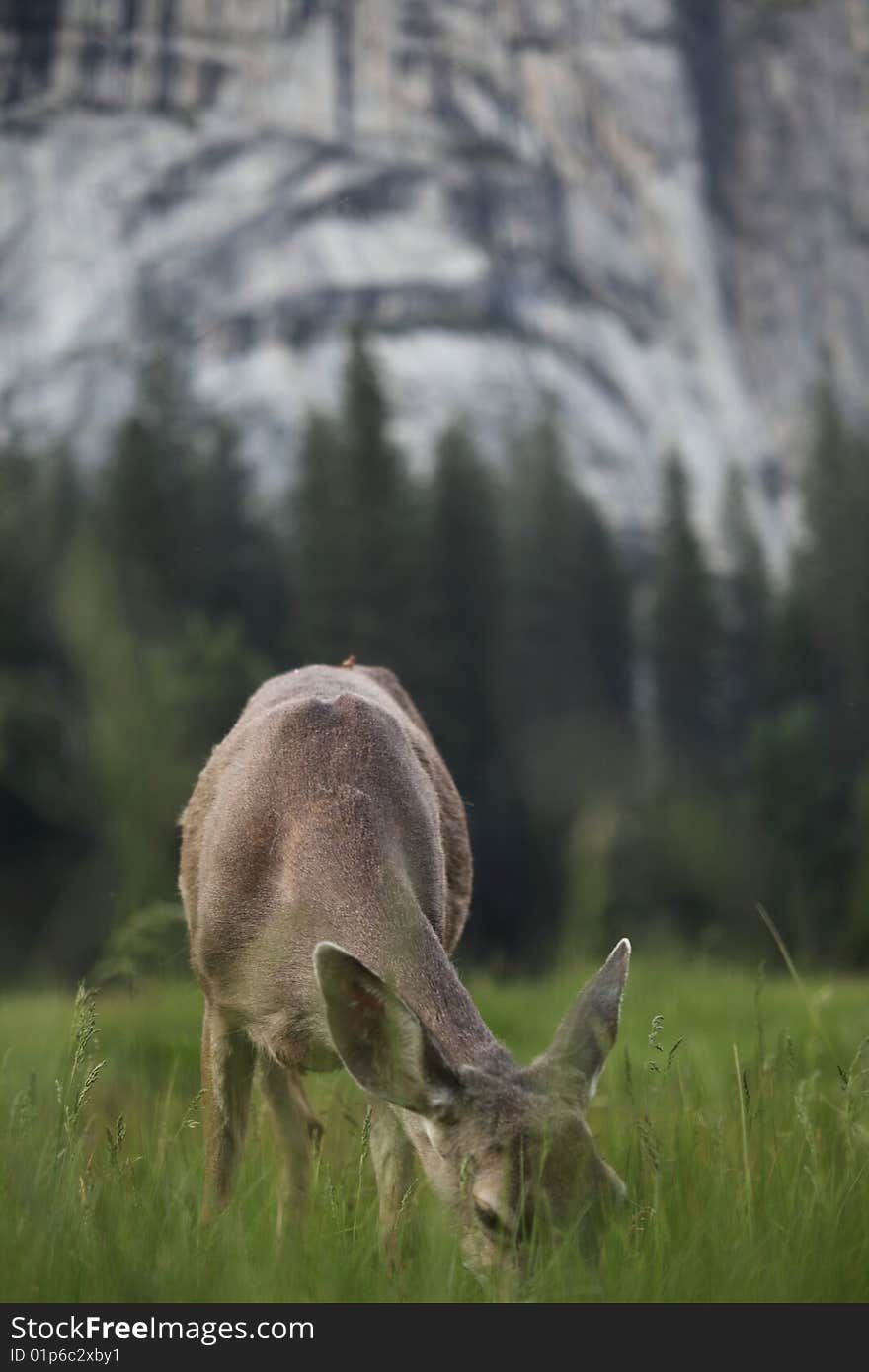 Docile Wild Deer in the woods