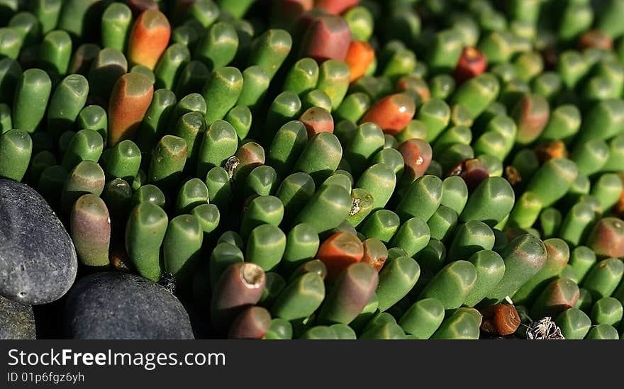 Colorful Close up of a plant