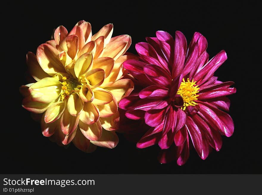 Couple of dahlia