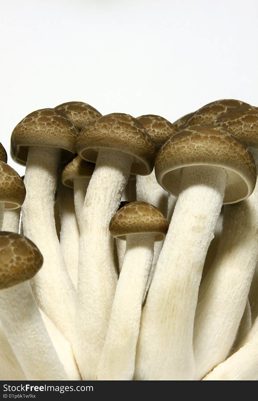 Mushrooms isolated on white background.