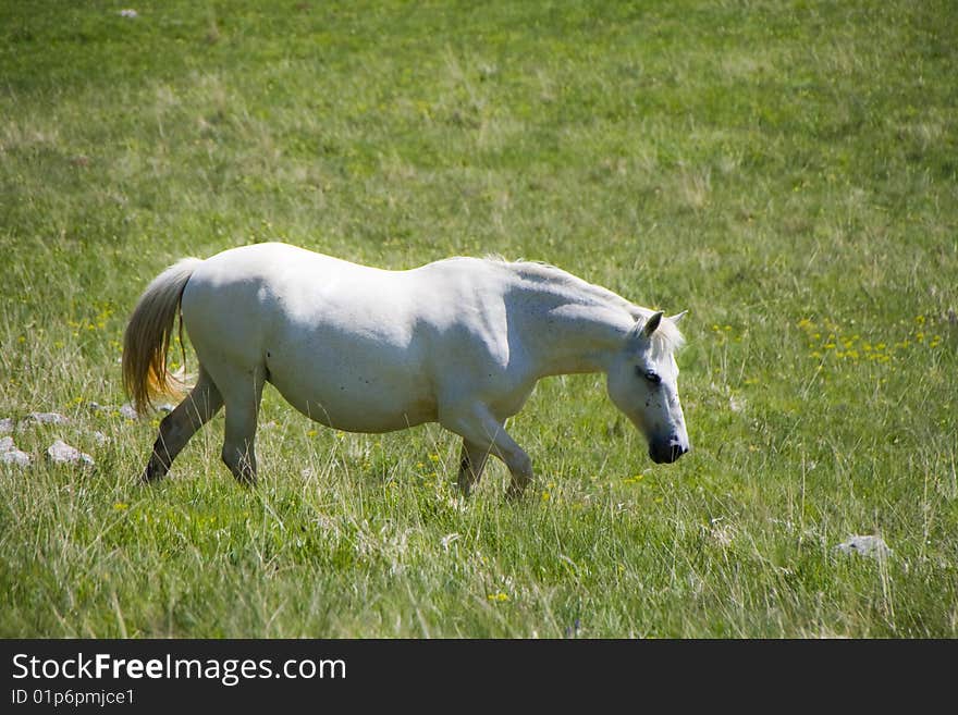 White horse in the meadow with green grass