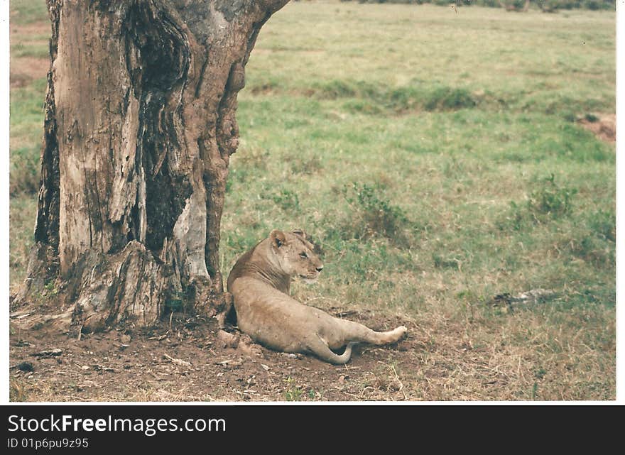 The Leopard was captured in Maasai Mara Game park in kenya