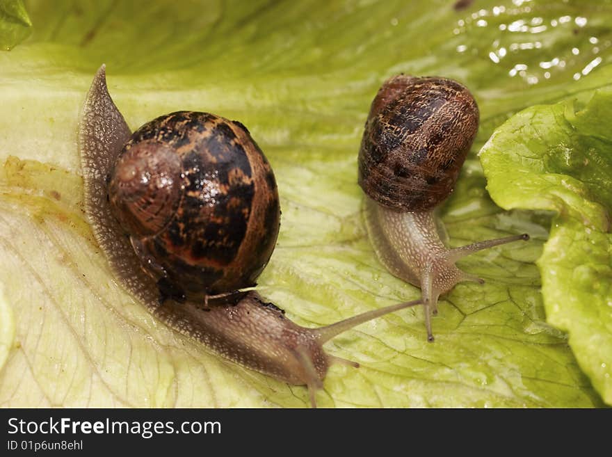 Two Snail