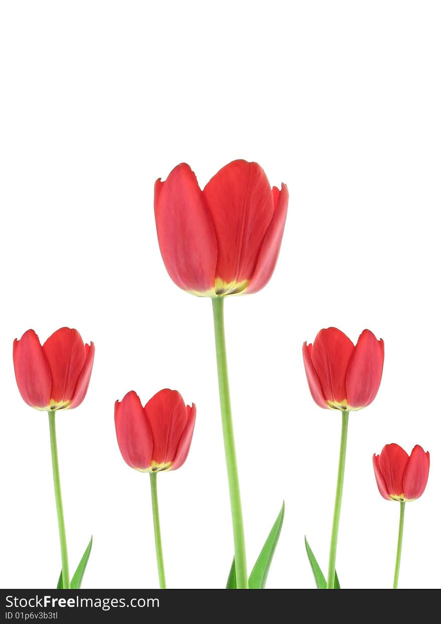 Red tulips.Red tulips on a white background.