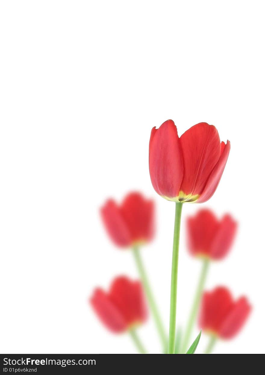 Red tulips on a white background.