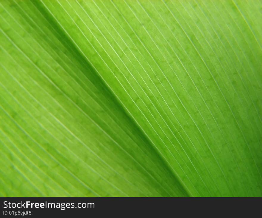 Fresh green grass background,macro.