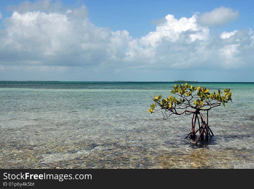 The mangrove tree in a Caribbean. The mangrove tree in a Caribbean