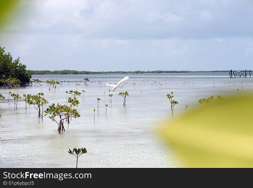 The mangrove forest in a Caribbean with exotic white heron. The mangrove forest in a Caribbean with exotic white heron