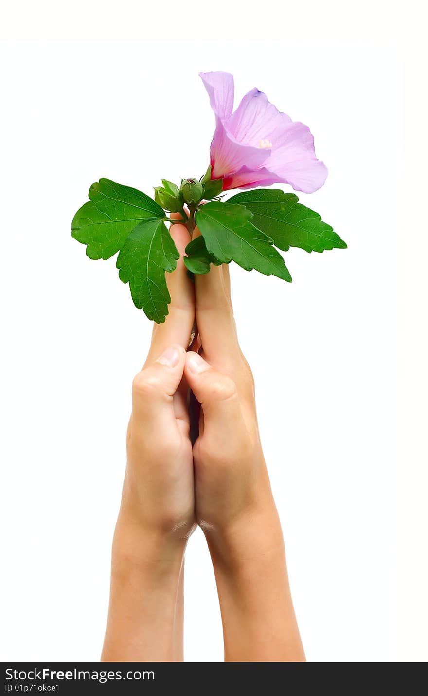 Pink Flower on human hands