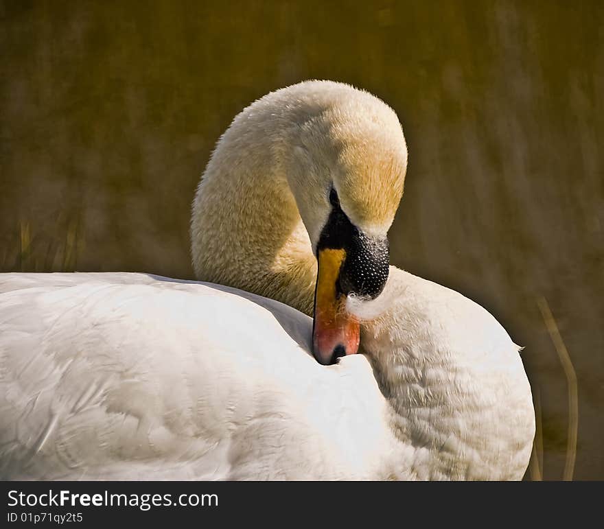 Swan cleaning his feathers with gnarl under his wings