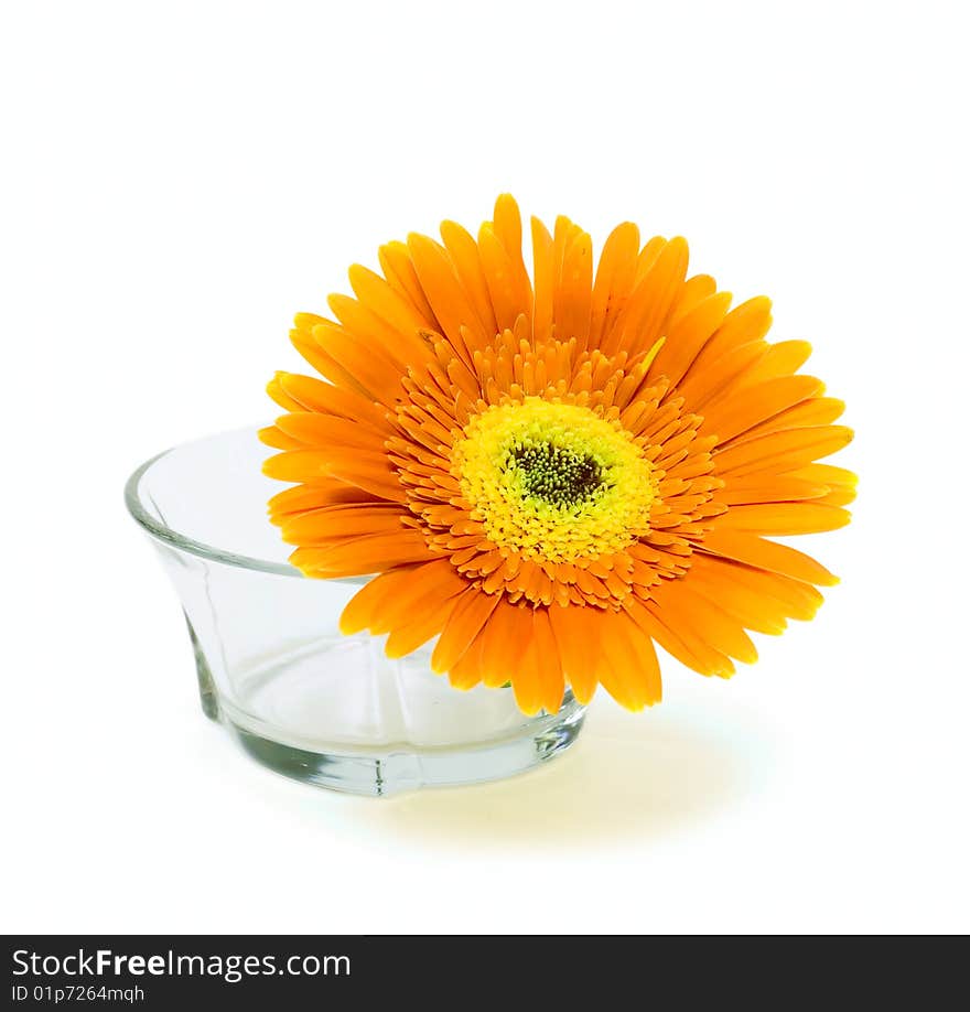 Flower in glass vase isolated on white