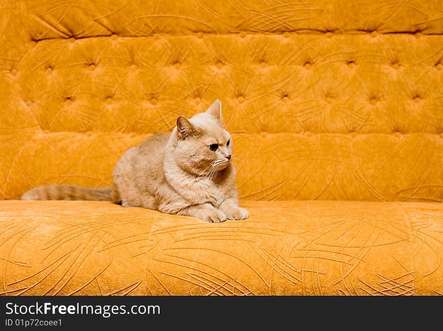 Cat on the sofa for your design