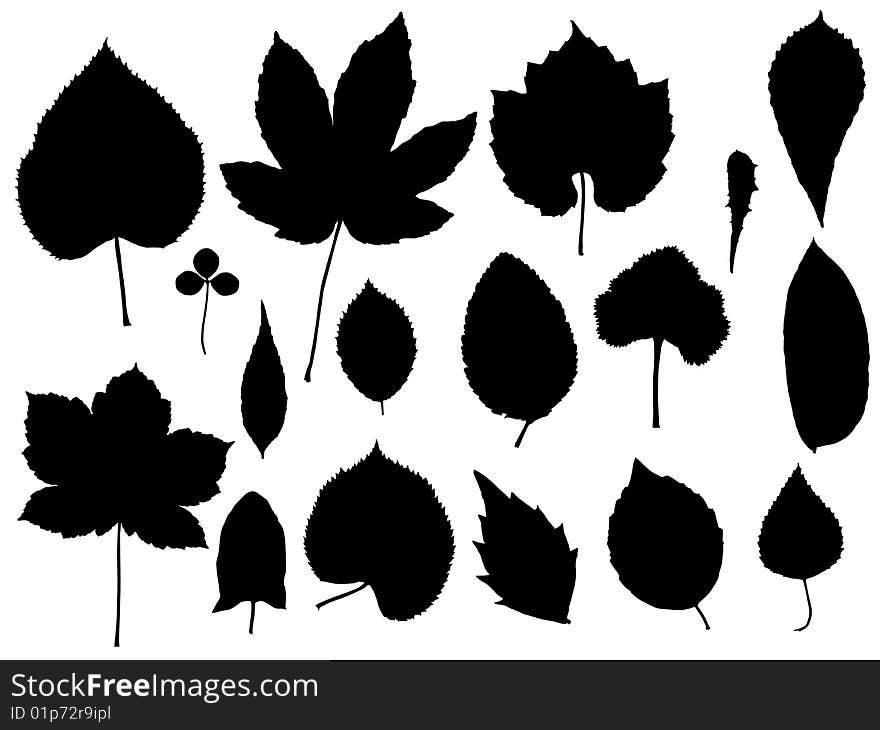 Illustration of leaves and plants. Illustration of leaves and plants