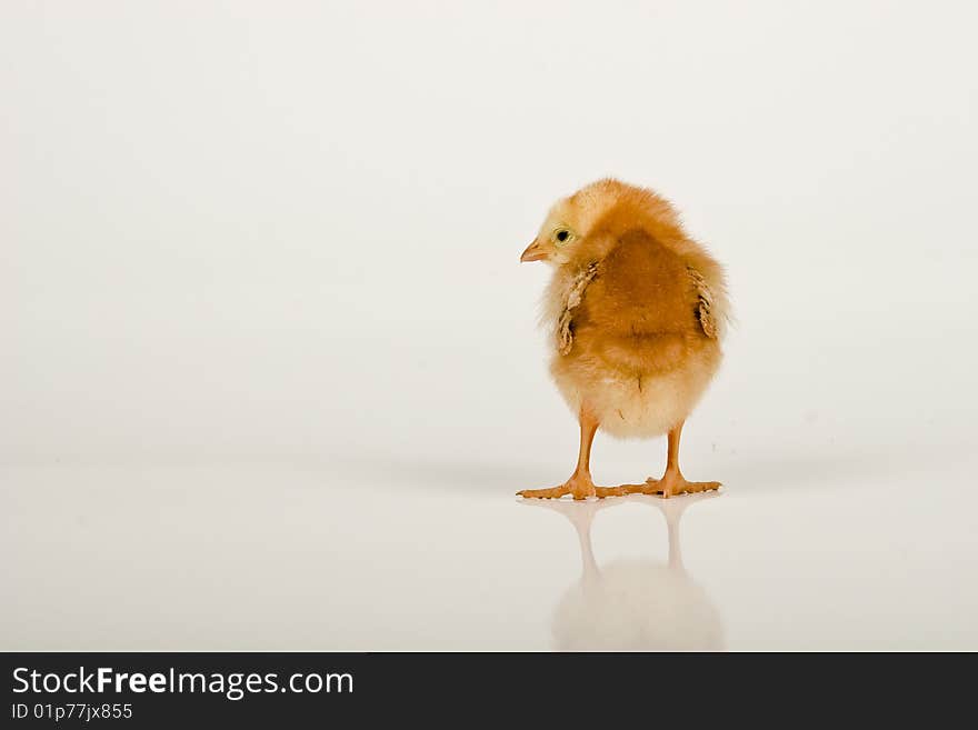 Little baby chicken, studio shot